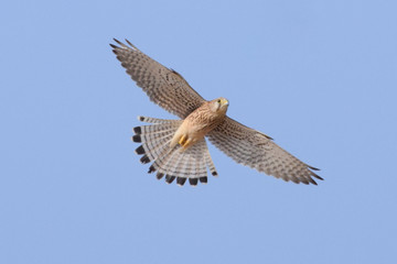 Falco tinnunculus. 