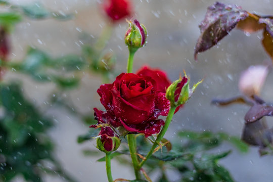 A beautiful red rose in an outdoor garden during the rain closeup. selective focus