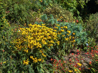 Black-eyed Susan flowers in an English country garden