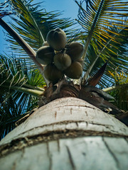 statue of palm tree