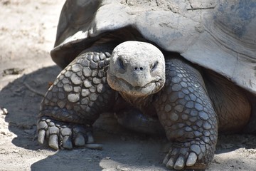 Tortoise on the move
