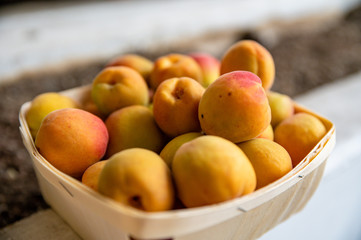 Healthy orange apricots in wooden basket, close up.