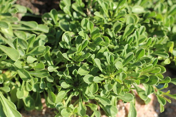 kulnik sercolistny globularia cordifolia