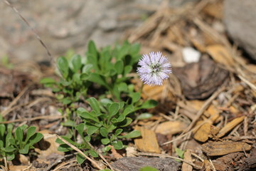 kulnik sercolistny globularia cordifolia