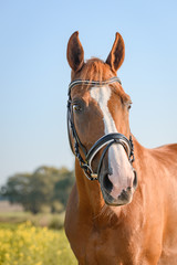 Portrait of beautiful chestnut horse.