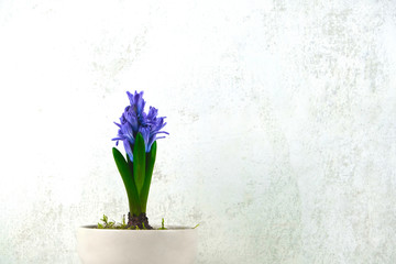Purple hyacinth in a beige pot on a white blurred background. Side view. There is a place for inscription.
