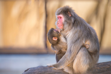 close wildlife monkeys