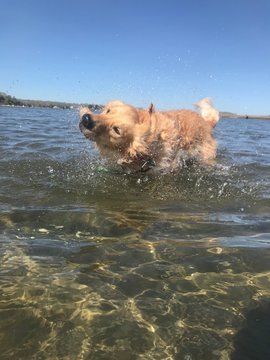 Dog Drying Off In Saltpond