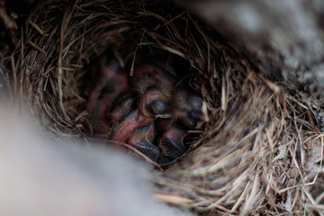  Thrush chicks in the nest