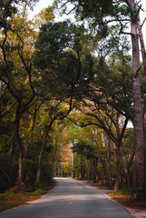 South Carolina autumn color walk