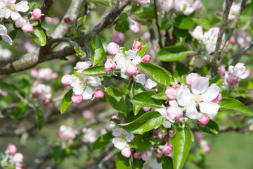Obraz na płótnie Canvas Apple blossom in a spring garden in England