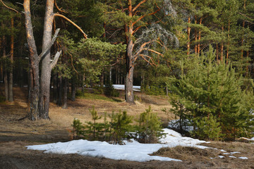 Green pine trees in a coniferous forest, on the shore of a spring lake.