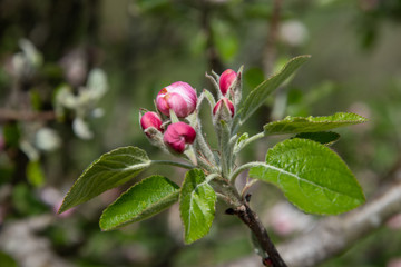 Obraz na płótnie Canvas Apple blossom in a spring garden in England