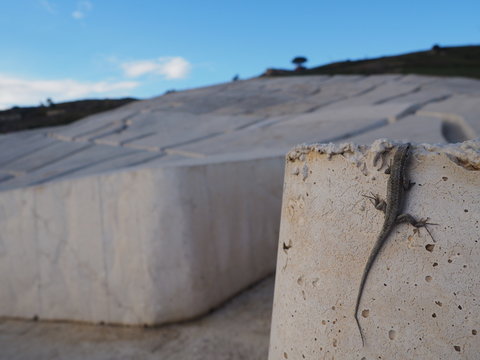 animali sul cretto