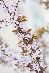 Branch of a blossoming cherry in the spring.