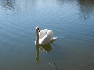 white swan on the lake