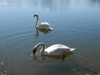 two swans on the lake