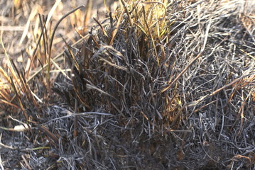 Black Burned Grass On The Ground