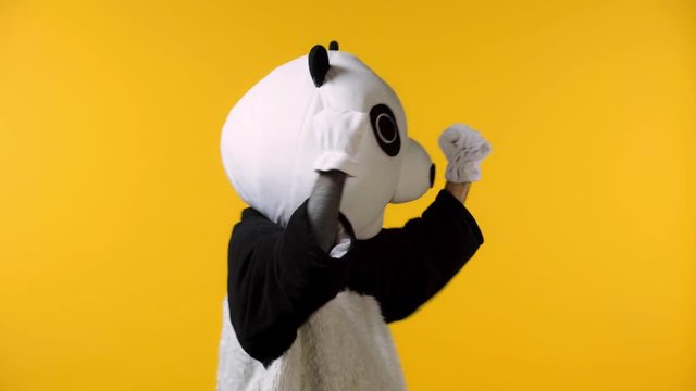 excited person in panda bear costume celebrating isolated on yellow
