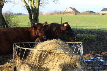 Cows Feeding