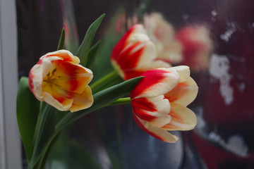 Bouquet of tulips in a jar on the windowsill.