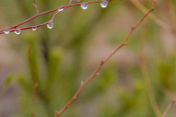 The branches of the Bush are dripping with rain and melted snow in the spring. Large aplies of water. Green spruce. Thaw. Background.