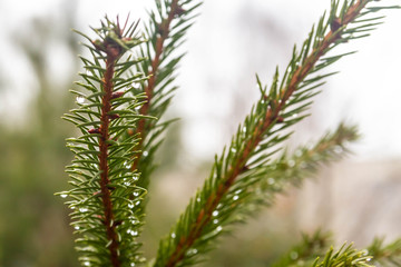Large raindrops on the branches of fir trees in early spring. Wet warm rainy weather. background.