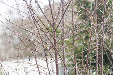 Large raindrops on the branches of a Bush in early spring. The kidneys Wake up from the warm weather.
