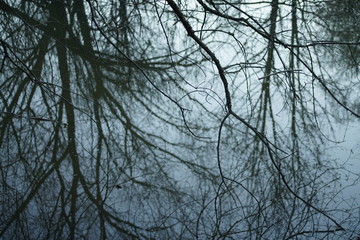 Water trees forest spring season with peace and silence