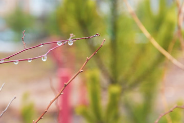The branches of the Bush are dripping with rain and melted snow in the spring. Thaw. Background.