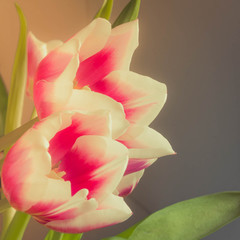 Delicate red and pink and white flowers tulips close-up. Opening buds. Background. Copy space.