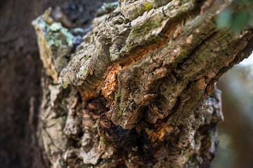 Passeggiata nella foresta tra alberi di querce e sughere maestose