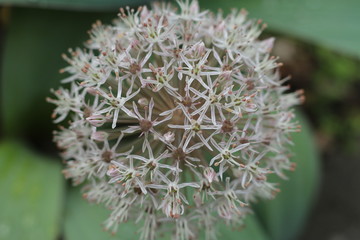 Czosnek karatawski Allium karataviense - obrazy, fototapety, plakaty
