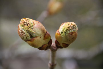 Horse chestnut spring leaves bud blooming