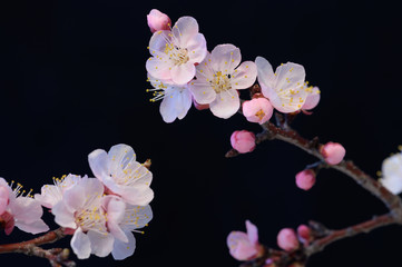 Branches of flowering trees macro. Pink apricot or cherry blossoms on a black isolated background.