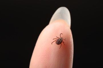 tick on a person's finger close-up. Concept of the season for the spread of ticks and diseases transmitted through insect bites. Black isolated background.