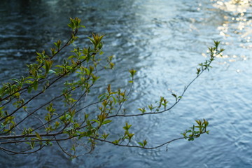 Spring season besides a beautiful natural river