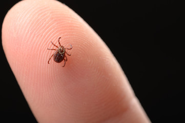 mite on a person's finger close-up. The concept of the spring and autumn season for the spread of ticks and diseases transmitted through insect bites. Black isolated background.