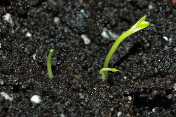 Close-up of germinating citrus shoots, potted. Indoors.