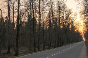 Fototapeta premium the long country road goes