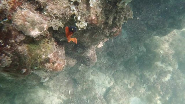 Slow motion underwater shot of a Red-black triplefin Tripterygion tripteronotus fish swimming in sea
