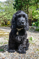 English Cocker Spaniel puppy