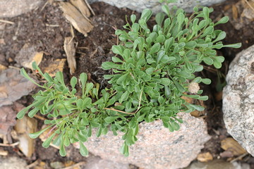 kulnik sercolistny globularia cordifolia