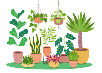 Colorful decorative plants in pot background