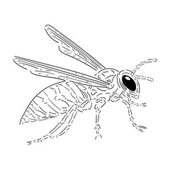 Obraz premium Wasp black outline isolated on white background, stock vector illustration for design and decoration