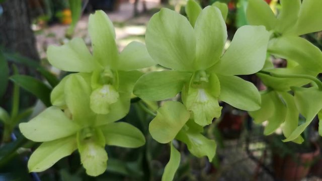 Organically grown orchids in home garden