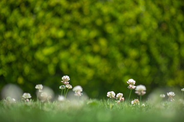 Green Grass with flowers close up with blurred background in the park 