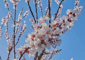  blooming apricot in early spring in sunny weather against a blue sky