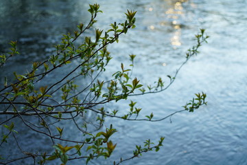 Spring season besides a beautiful natural river