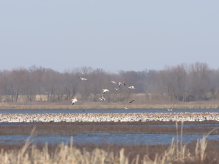 Flock of Snow Geese